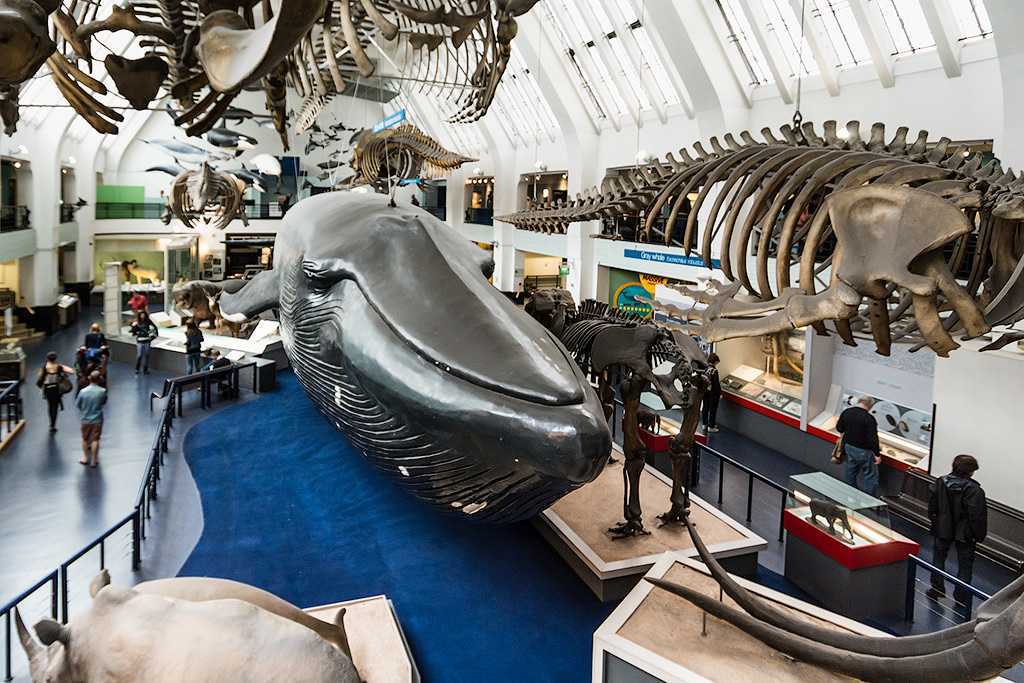 10 научных и технологических музеев, которые можно посетить онлайн | dev.by