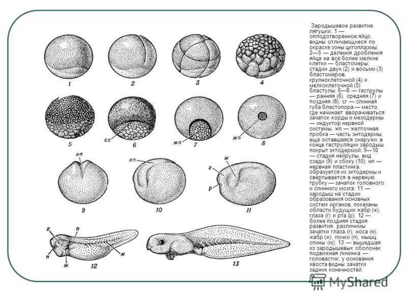 В эмбриональном этапе выделяют. Схема эмбрионального развития лягушки. Этапы эмбрионального развития лягушки. Стадии дробления зиготы лягушки. Стадии развития лягушки схема.