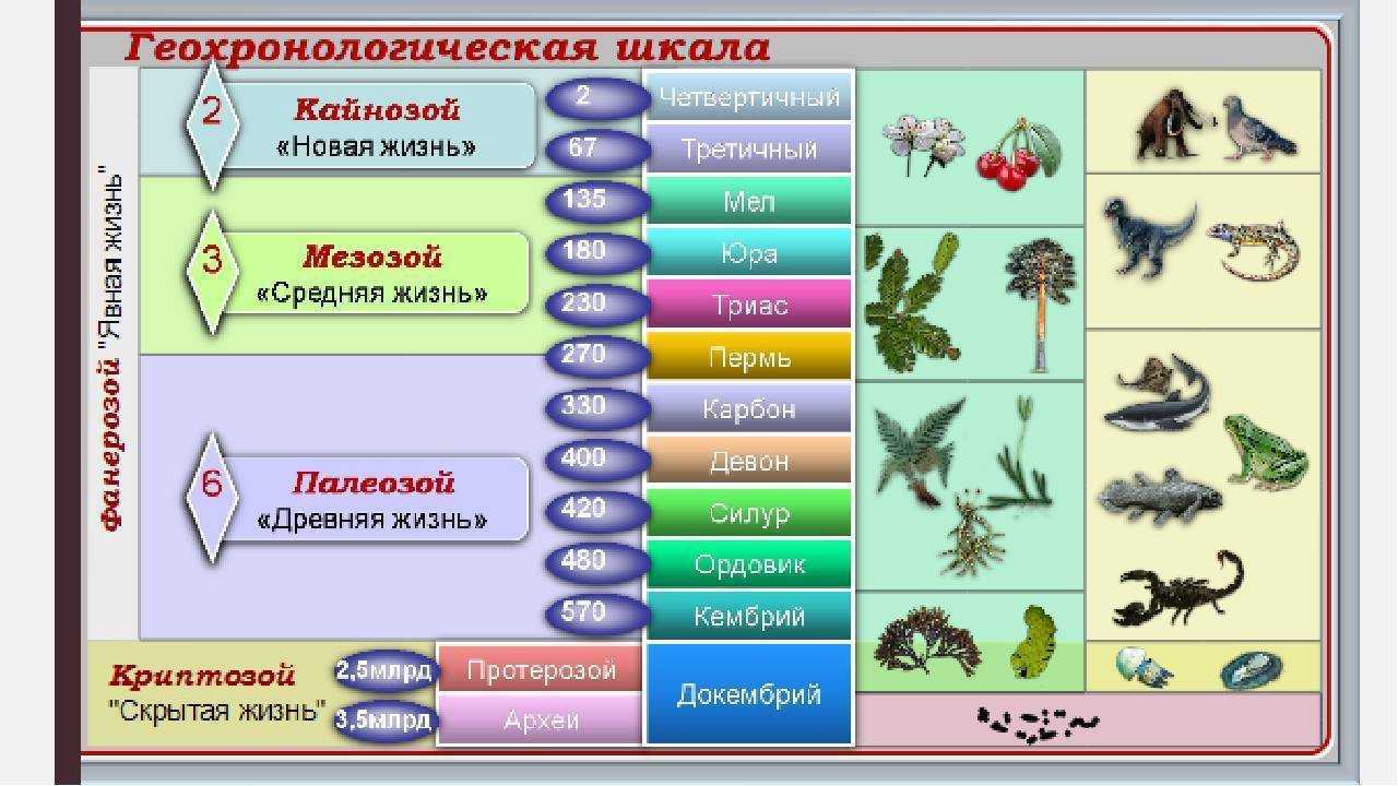 Этапы развития жизни 9 класс биология таблица. Палеозой Геохронологическая шкала. Геохронологическая таблица эволюции жизни.